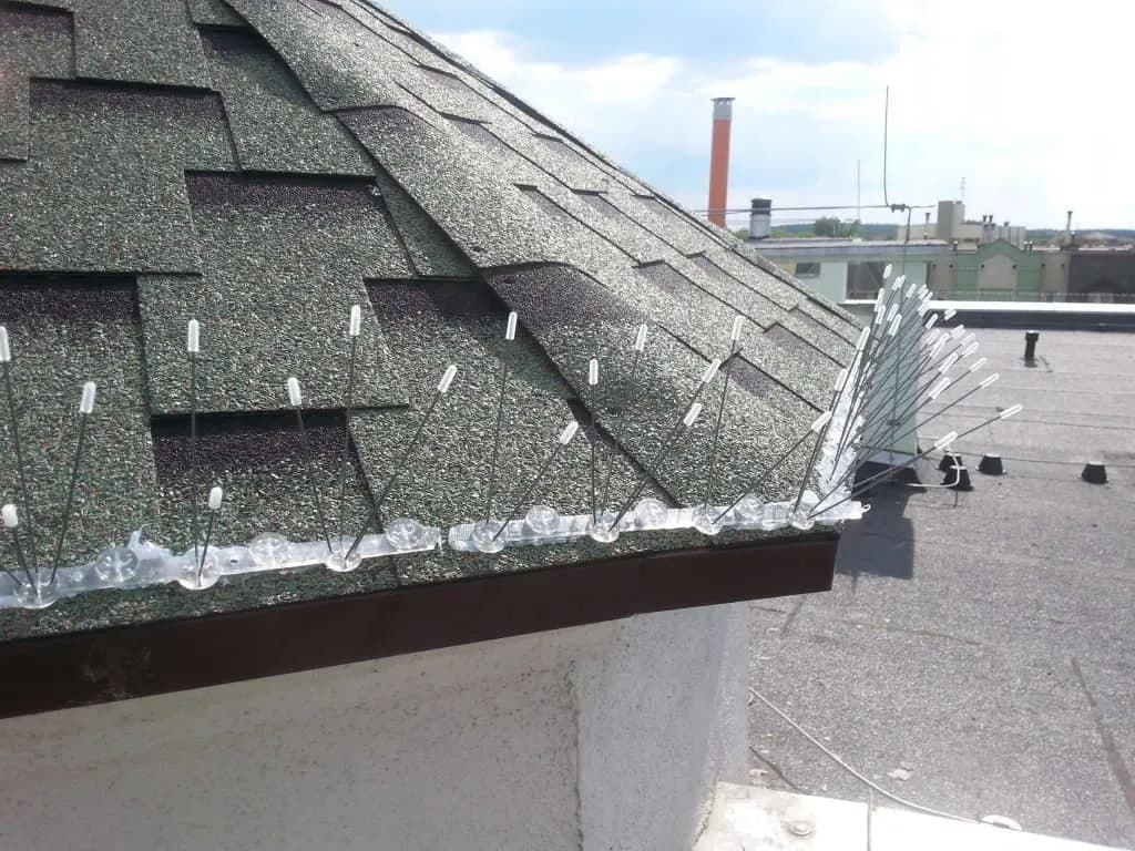 Skuteczne metody na odstraszenie gołębi z dachu - uniknij zniszczeń